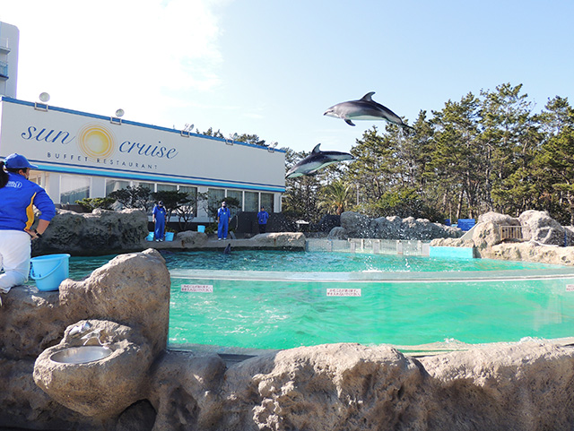 アシカ・アザラシのフィーディングタイム/鴨川シーワールド(千葉県/鴨川市)