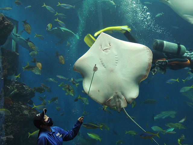 サンゴ礁魚類のフィーディングタイム/鴨川シーワールド(千葉県/鴨川市)