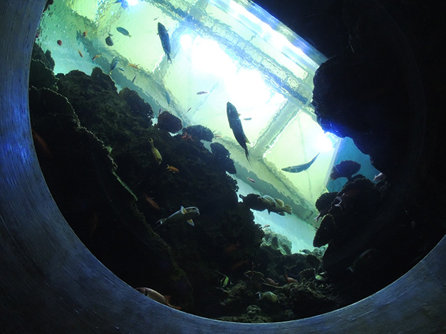 「トロピカルアイランド」/鴨川シーワールド(千葉県/鴨川市)