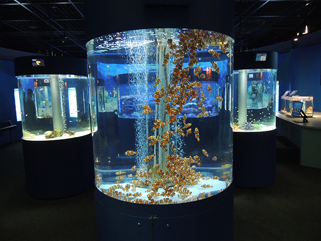 カクレクマノミがいる水槽/鴨川シーワールド(千葉県/鴨川市)