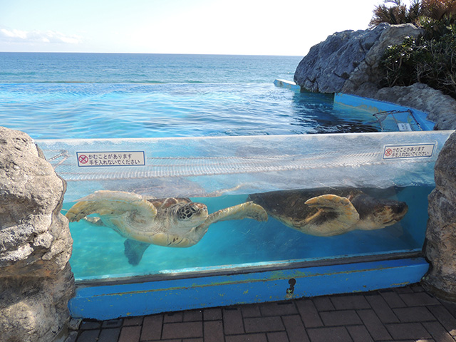 ウミガメの浜/鴨川シーワールド(千葉県/鴨川市)