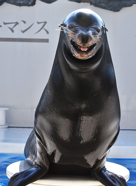 笑うアシカと記念写真/鴨川シーワールド(千葉県/鴨川市)