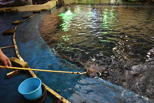 トロピカルアイランド コミュニケーションタイム/鴨川シーワールド(千葉県/鴨川市)