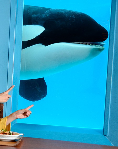 レストラン オーシャンから見えるシャチ/鴨川シーワールド(千葉県/鴨川市)