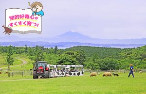 マザー牧場（千葉県）の緑豊かな大自然の中、動物ふれあい体験を