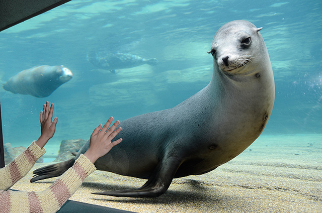 アシカ/鴨川シーワールド(千葉県/鴨川市)