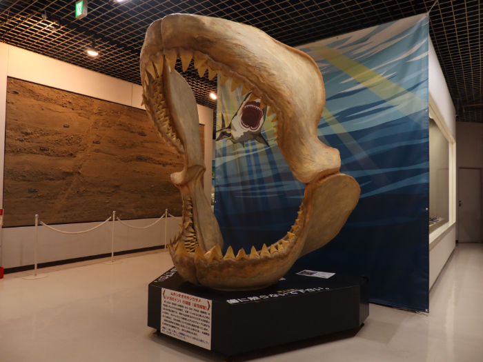 ムカシオオホホジロザメの顎歯の復元模型/平塚市博物館（神奈川県）