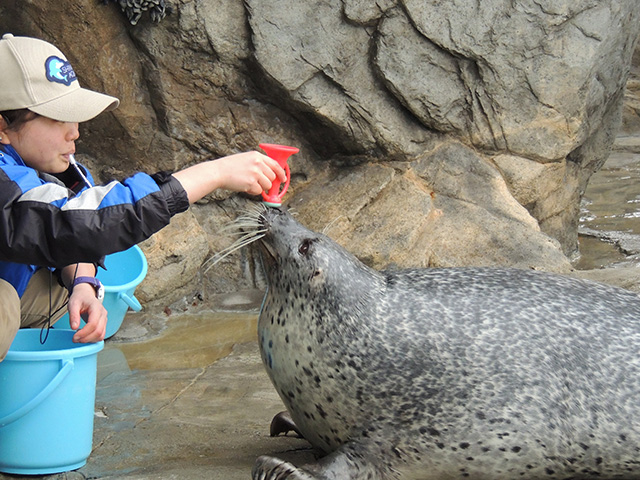 ラッパやハーモニカを吹くアザラシ/しながわ水族館(東京都/品川区)