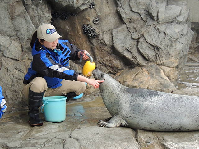 アザラシとアシカの見分け方を解説中/しながわ水族館(東京都/品川区)