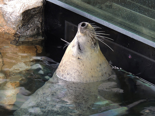 アザラシお得意のポーズ/しながわ水族館(東京都/品川区)