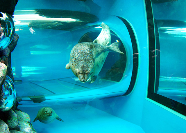 アザラシが泳ぐ様子/しながわ水族館(東京都/品川区)