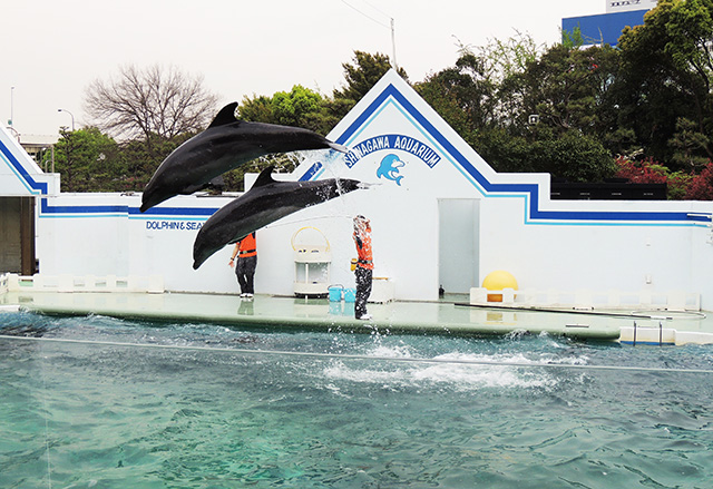 イルカショー/しながわ水族館(東京都/品川区)