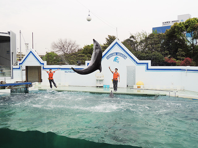 イルカショー/しながわ水族館(東京都/品川区)