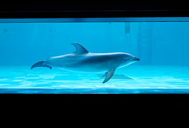 イルカが泳ぐ姿/しながわ水族館(東京都/品川区)