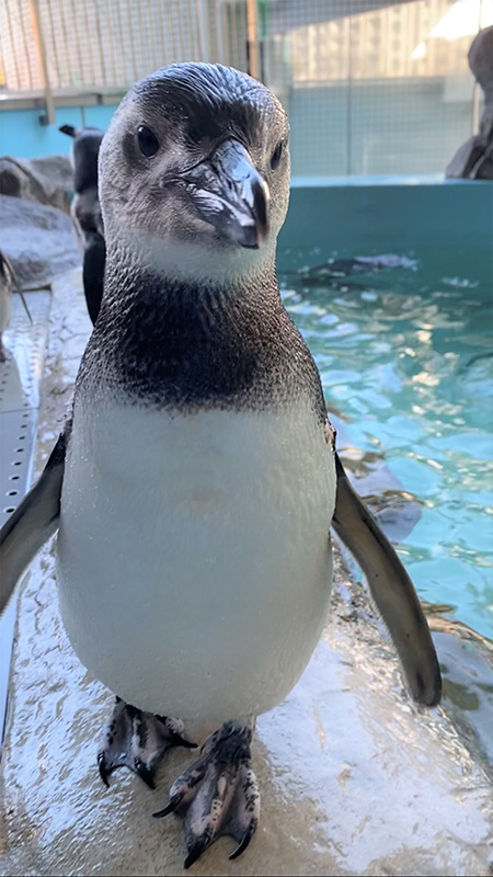 ペンギンの「ペペ」/しながわ水族館(東京都/品川区)