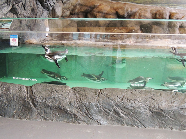 「ペンギンランド」のペンギン/しながわ水族館(東京都/品川区)