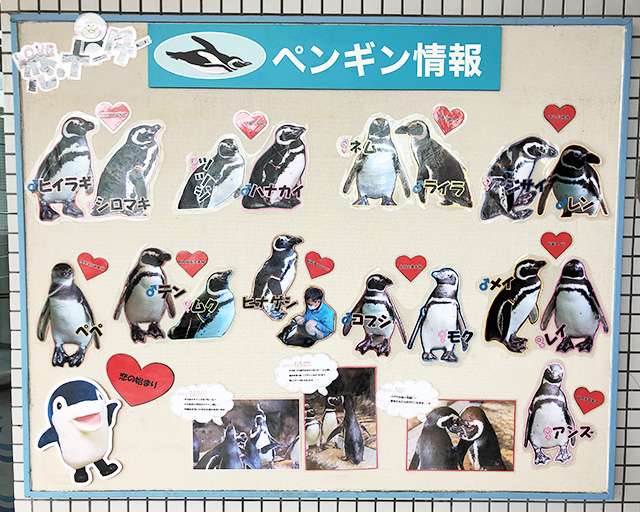 手作りのペンギン情報の掲示板/しながわ水族館(東京都/品川区)