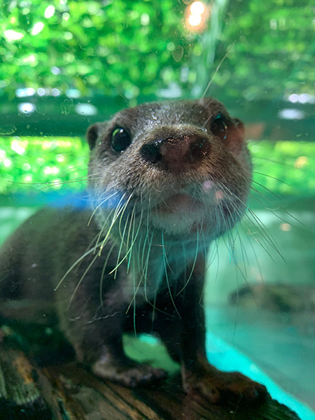 カワウソの「シュラ」/しながわ水族館(東京都/品川区)