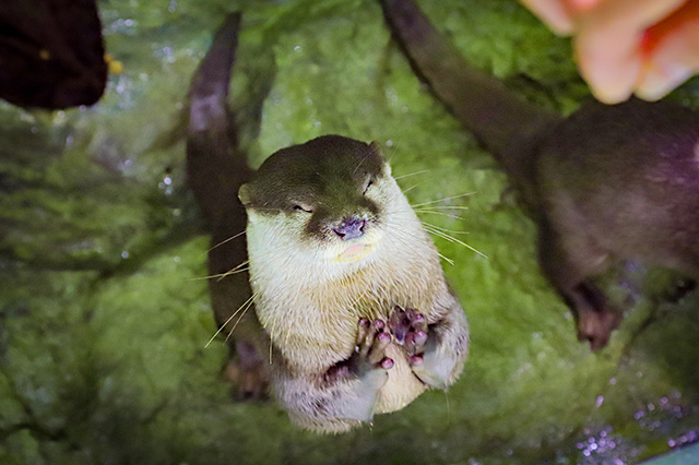 カワウソの「ニコ」/しながわ水族館(東京都/品川区)