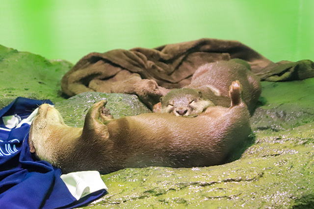 カワウソの「シュラ」と「ニコ」/しながわ水族館(東京都/品川区)