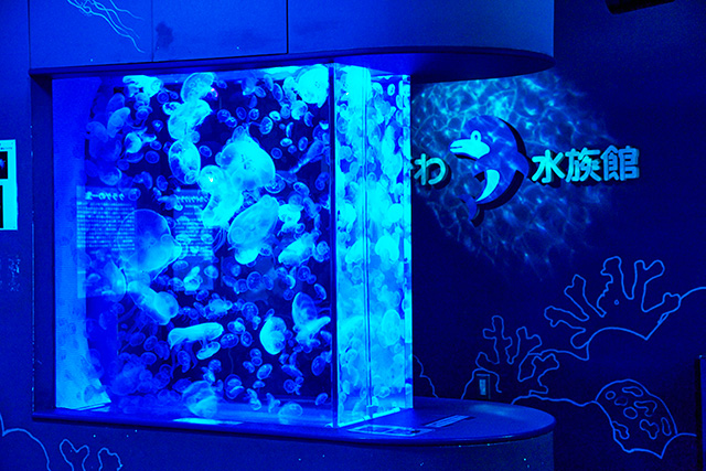 クラゲたちの世界/しながわ水族館(東京都/品川区)