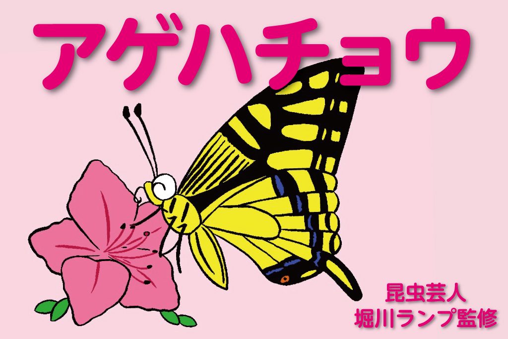 アゲハチョウの幼虫・蛹・羽化を観察！種類や時期、捕まえ方や育て方も解説