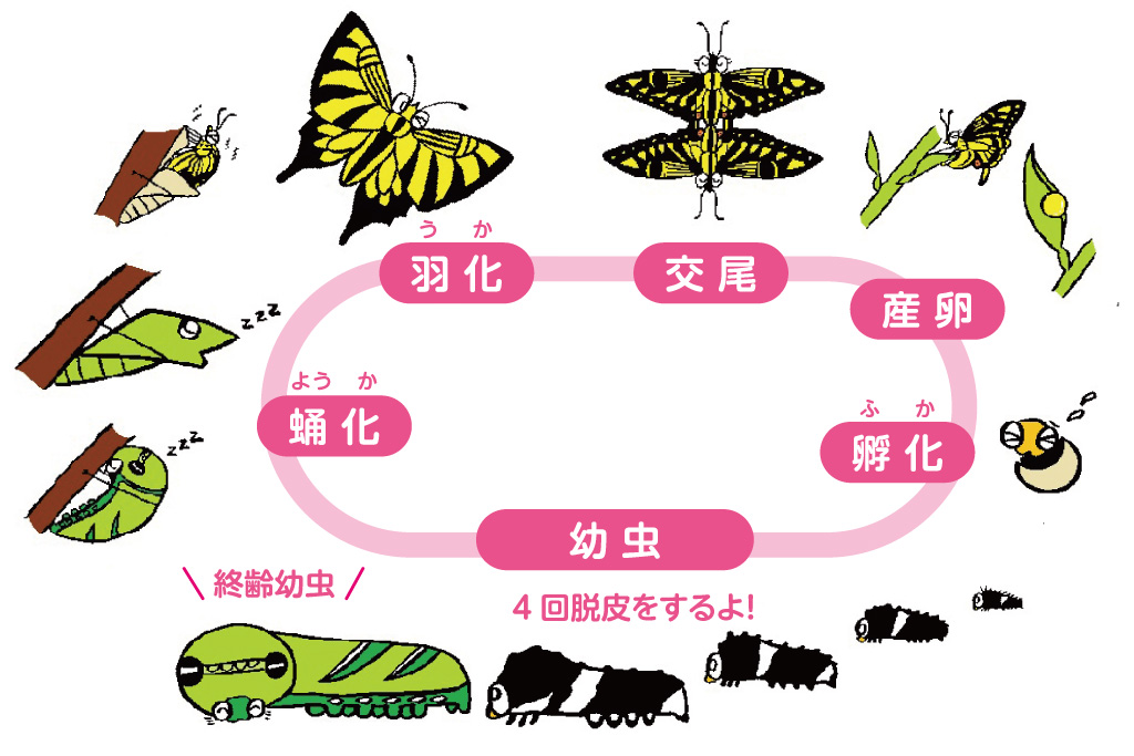 アゲハチョウが卵から孵化して成虫として寿命をむかえるまで