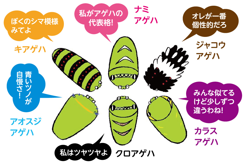 特に身近な６種類のアゲハチョウ