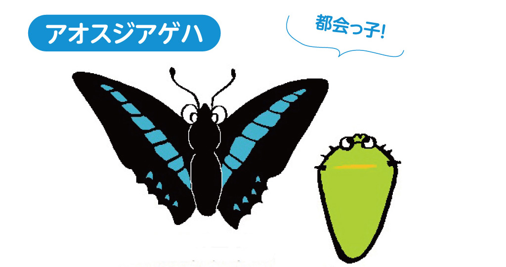 アオスジアゲハ