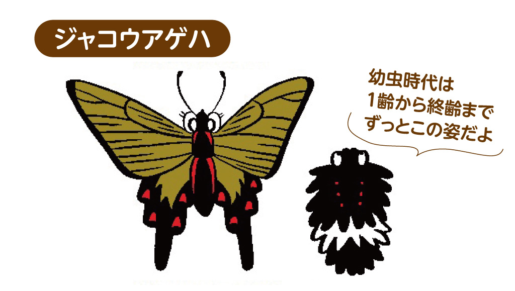 ジャコウアゲハ