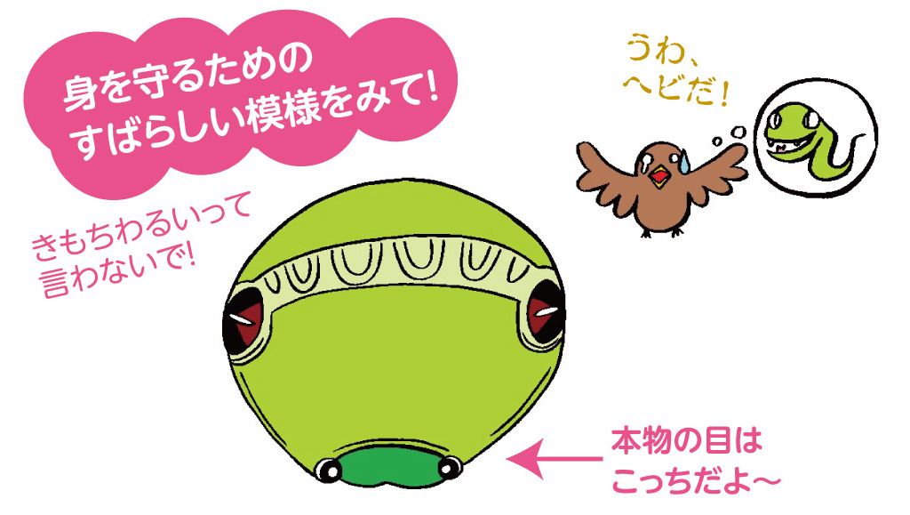 眼みたいな模様（眼状紋）はなぜある？