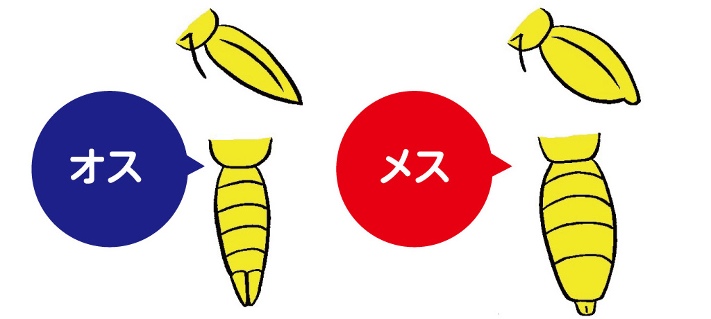 成虫のオスとメスの見分け方