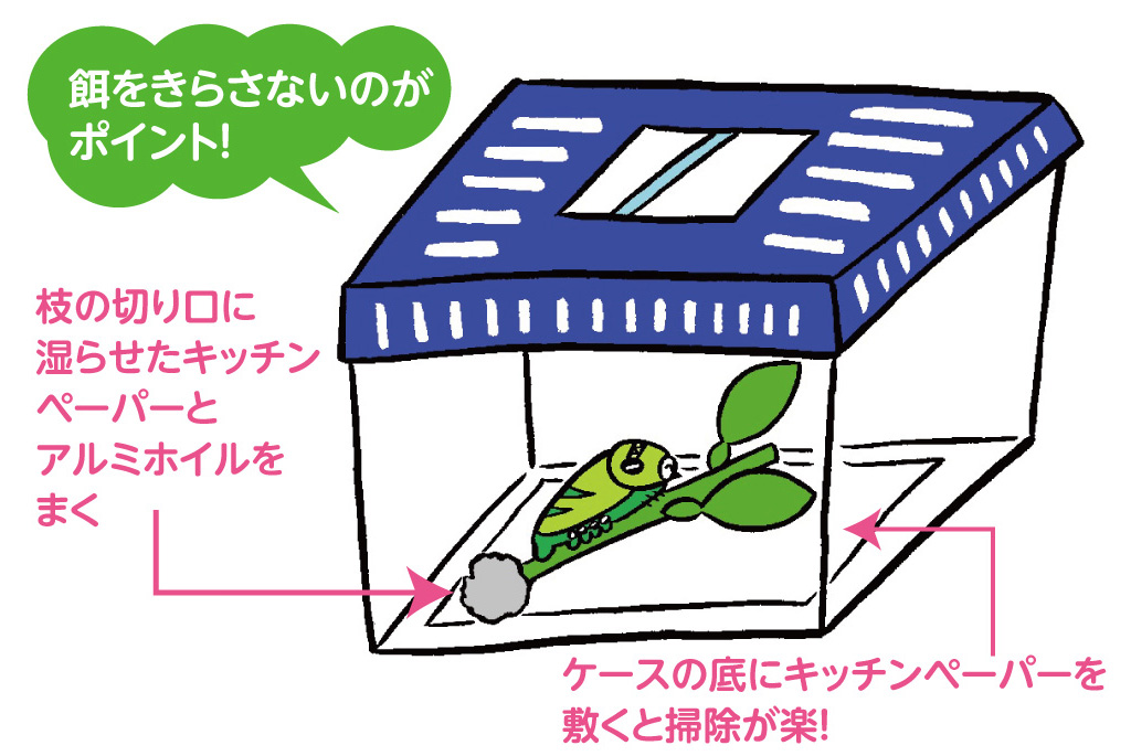 アゲハチョウの幼虫の採集と育て方