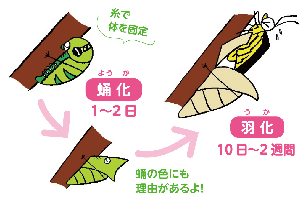 蛹が羽化して成虫になるまで