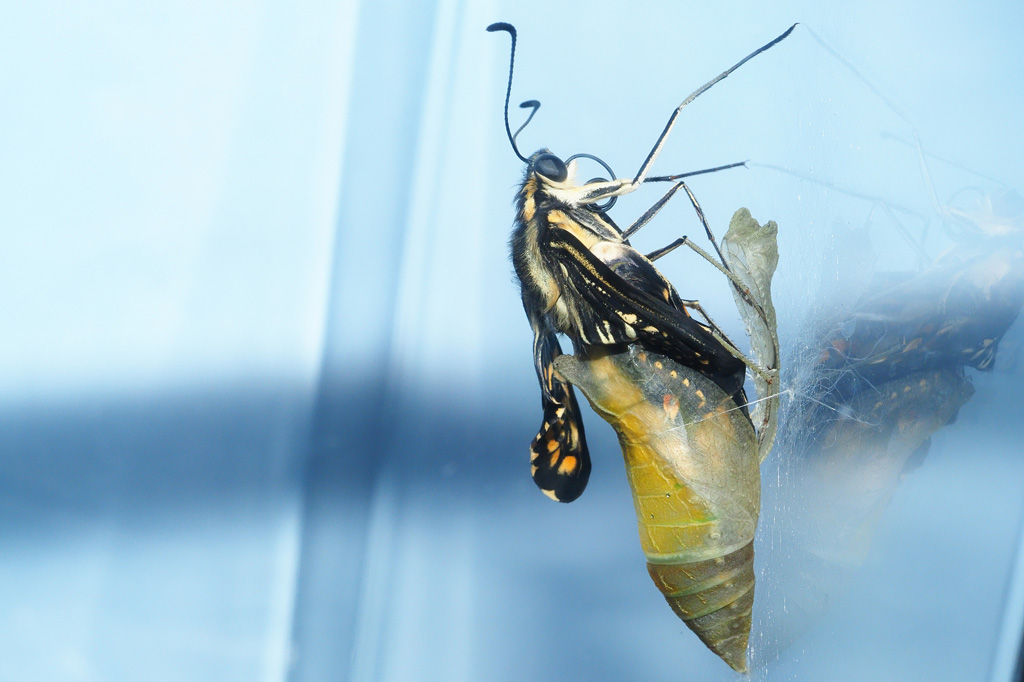 羽化中のナミアゲハ