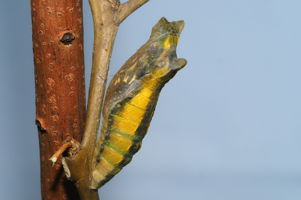 羽化直前のナミアゲハ