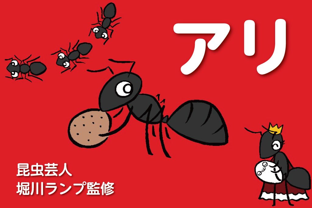 アリを観察！小学生の自由研究アイデア（学年別）や場所・種類・特徴などの解説