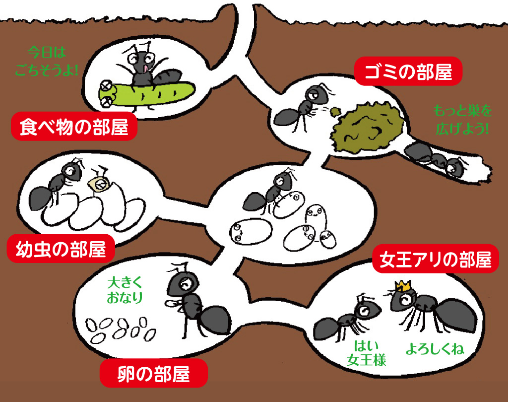 アリはコロニーで生活！