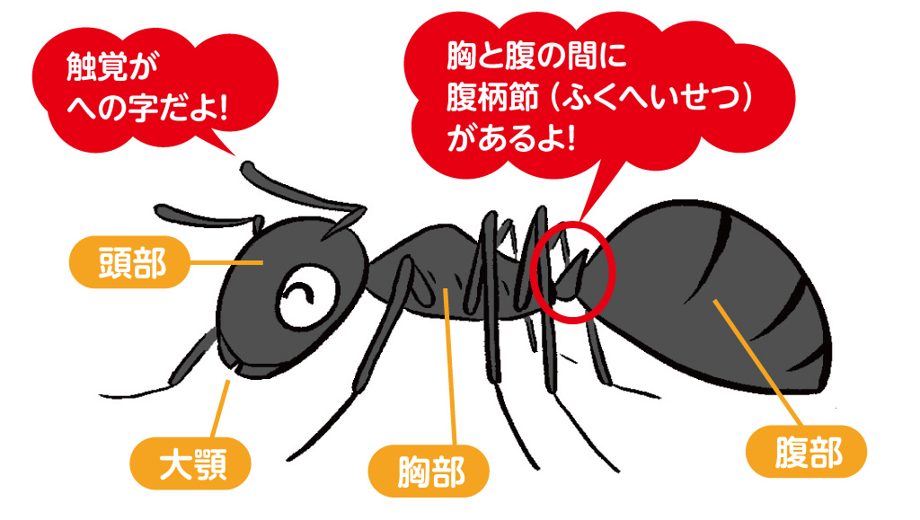 アリは実はハチの仲間