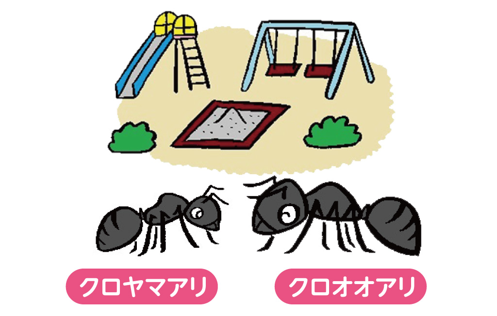 公園や学校の校庭によくいるクロヤマアリとクロオオアリ