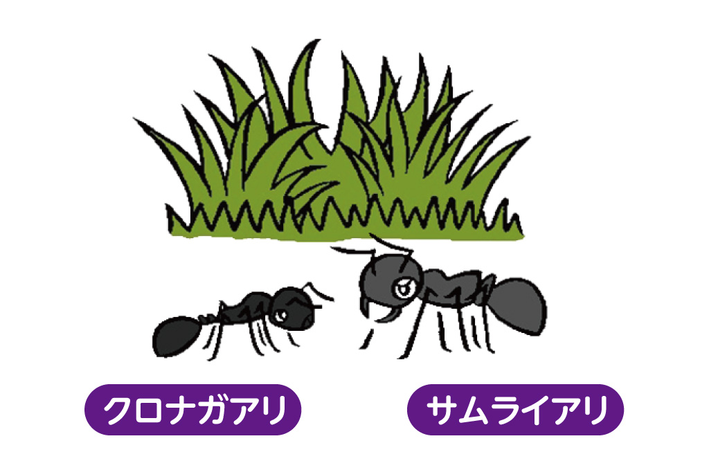 庭や草むらによくいるクロナガアリとサムライアリ