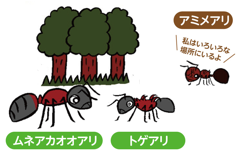 山や森林によくいるムネアカオオアリとトゲアリ