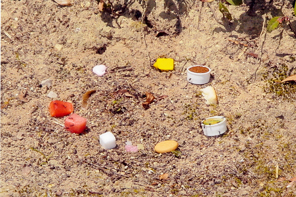 アリの巣の周りにいろいろな食べ物を餌として置いて観察しよう