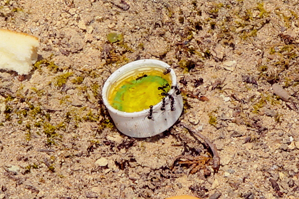 アリの巣の周りにいろいろな食べ物を餌として置いて観察しよう