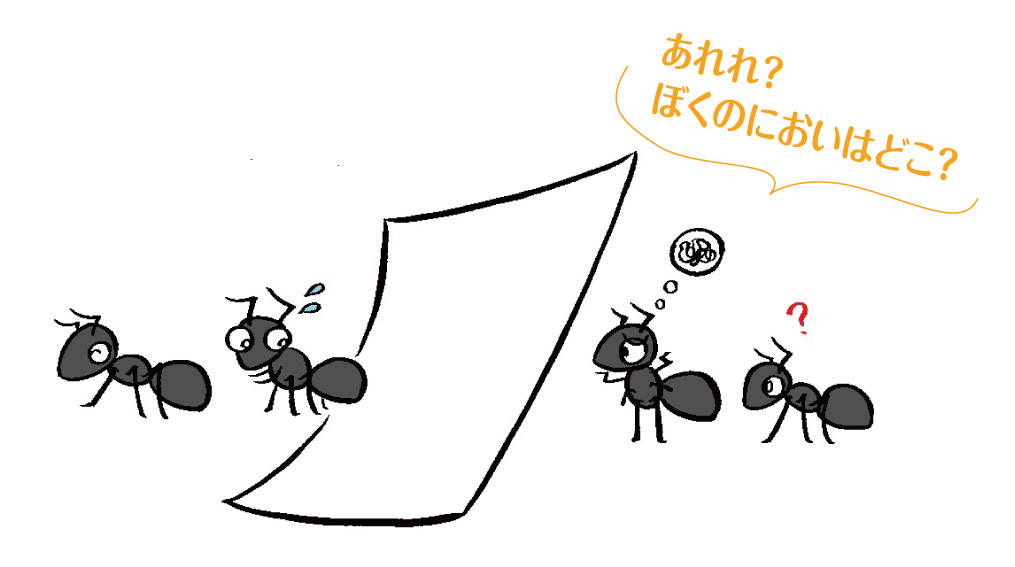 アリの道しるべフェロモンの観察実験