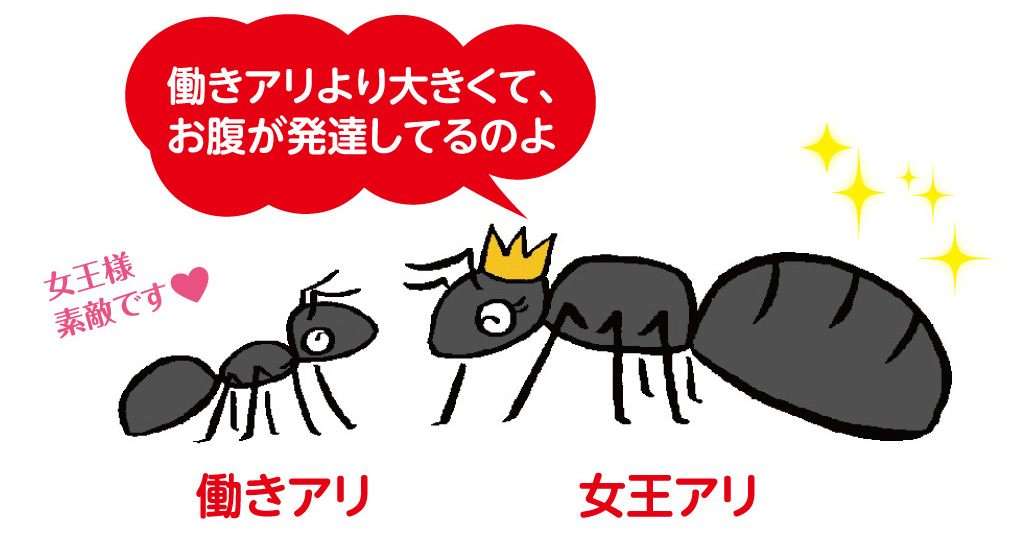 女王アリの特徴