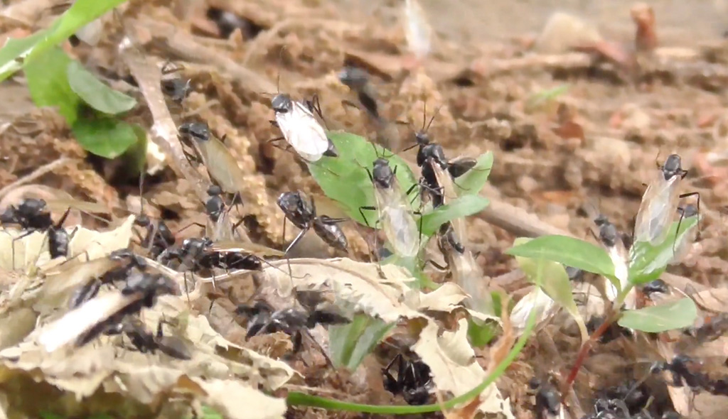 ランプさんが撮影したクロオオアリの結婚飛行の様子