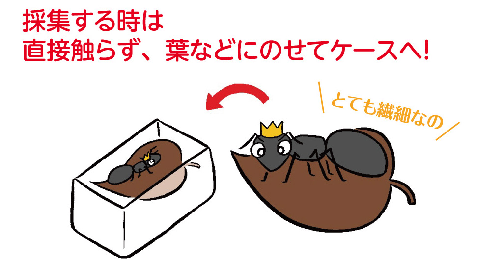 女王アリの捕まえ方