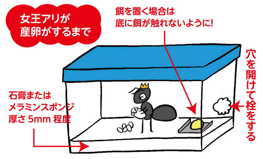 女王アリの巣作りケースの作りかた