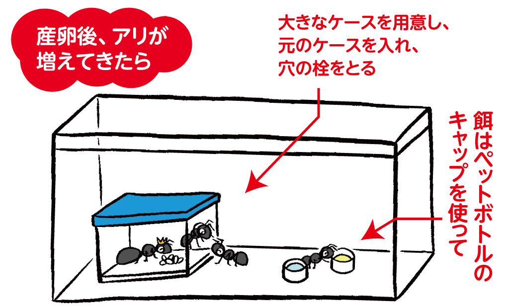 餌は? 産卵前と産卵したら